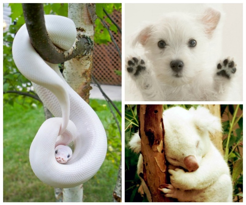 صور حيوانات يجمع بينها ملك الألوان .. الأبيض